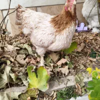 مرغ برهما|حیوانات مزرعه|تربت جام, پاسداران|دیوار