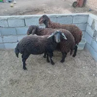 بره ماده سه راس