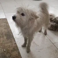 واگذاری سگ شیتزو تریر