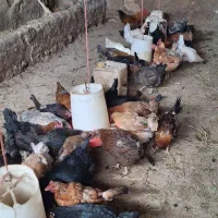 مرغ و خروس محلی تخمگذار