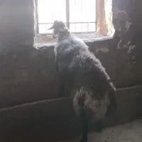 قوچ همو|حیوانات مزرعه|چگنی, |دیوار