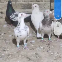 کبوتر پرشی|پرنده|تاکستان, |دیوار