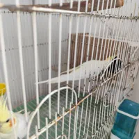 طوطی|پرنده|شوشتر, |دیوار