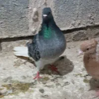 پنج تا کفتر