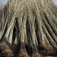 انواع صنوبر نیگرا ترکیه و میوه های گلدانی