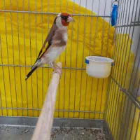 سهره جفتی قناری|پرنده|هشتگرد, شهرک وحدت|دیوار