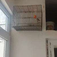 فروش سهره نر