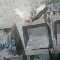 پلنگ معاوضه با تهرانی