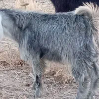 کهره سبک و چاق