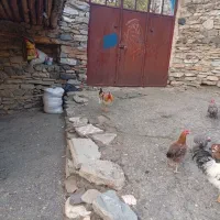 خروس|حیوانات مزرعه|بانه, |دیوار