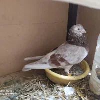 نر جوجه کشی به شرط