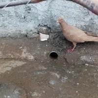 پرنده یاکبوتر زرد