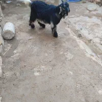 بیگ|حیوانات مزرعه|اندیکا, |دیوار