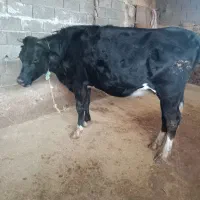 گاو گوساله تلیسه آبستن