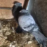 نرو ماده دوبحر فیروزه مورکاکلی غلاغ مورباجوجه کاکل|پرنده|اصفهان, شهشهان|دیوار
