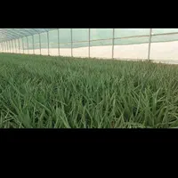 گلخانه|فروش دفتر صنعتی، کشاورزی، تجاری|خرمآباد, |دیوار