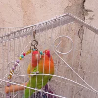 طوطی برزیلی مولد|پرنده|میاندوآب, |دیوار