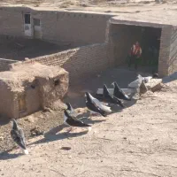 کبوتر ساده|پرنده|نیشابور, کوی حسینی|دیوار