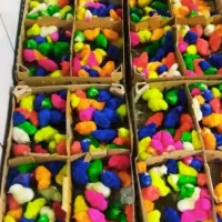 جوجه اردک رنگی محلی