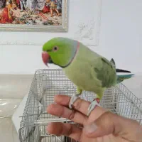 ملنگو|پرنده|ارومیه, |دیوار