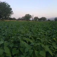 کاه لوبیا قرمز