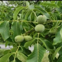 خرید و فروش گردو بالاترین قیمت