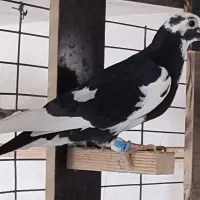 ابلق سیاه