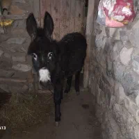 یک عدد الاغ نر جوان