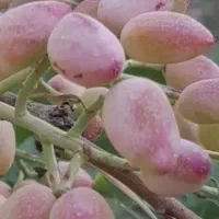 زمین ملک|فروش زمین و ملک کلنگی|بوئین زهرا, |دیوار