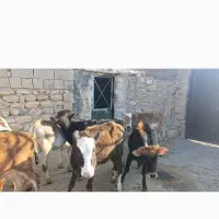 گوساله ماده