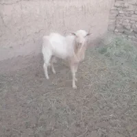 تکه کل سانن|حیوانات مزرعه|فردوس (خراسان), |دیوار