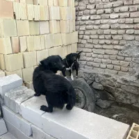 فروش سگ نر و ماده پاکوتاه