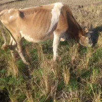 گاو‌‌محلی|حیوانات مزرعه|سیاهکل, |دیوار