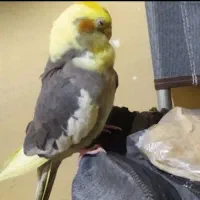 یک طوطی گم شده به رنگ طوسی