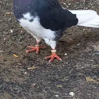 کفتر شازده عطیقه