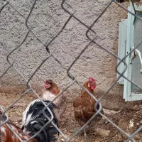 ۱۰عدد مرغ قیمت۵۰۰|حیوانات مزرعه|ششده و قره بلاغ, |دیوار