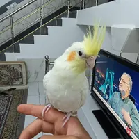 عروس هلندی اهلی سالم باقفس بدون مریضی|پرنده|سلماس, |دیوار