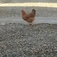 مرغ لاری|حیوانات مزرعه|سقز, |دیوار