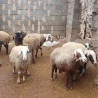 فروش میش وقوچ|حیوانات مزرعه|هرسین, |دیوار