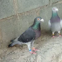 یک جفت کبوتر پلاکی درجه یک ذات بالا مسافت بلند