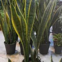 سانسوریا پا بلند شمشیری ابلق پُرغلاف سطل 4|گل و گیاه طبیعی|قم, نیروگاه|دیوار