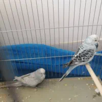 مرغ عشق انگلیسی گرید A