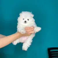 توله پامر خرسی|سگ|مشهد, وکیل‌آباد|دیوار