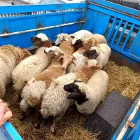 فروش بره نر و ماده|حیوانات مزرعه|اسالم, |دیوار