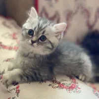 بچه گربه بیریتیش سیلور