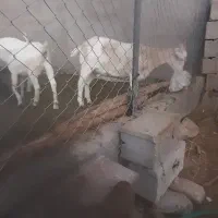 فروش ۴ راس کره ماده سانن ۱۰ ماه آبستن|حیوانات مزرعه|شهر بابک, |دیوار