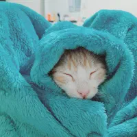 پسربچه گربهی ۳ ماهه|گربه|قم, بوستان علوی|دیوار