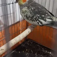 عروس هلندی|پرنده|نورآباد, |دیوار