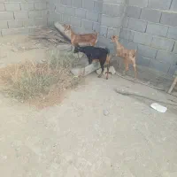 فروش کهر