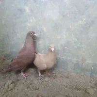سرخ|پرنده|خاش, |دیوار